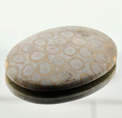 Fossilien Oval 59,53 ct Fossilien Oval 59,53 ct