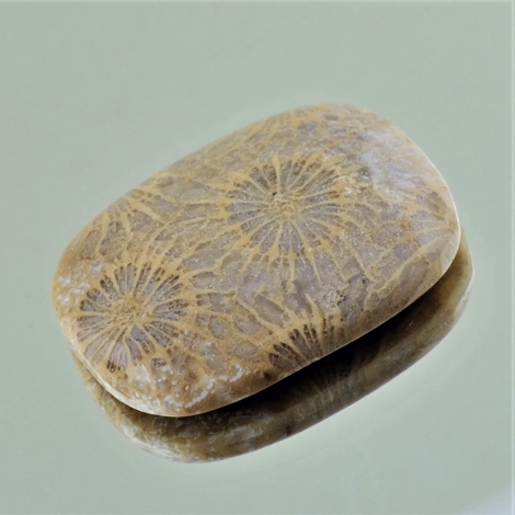 Versteinerte Korallen cushion 42.55 ct Versteinerte Korallen cushion 42.55 ct