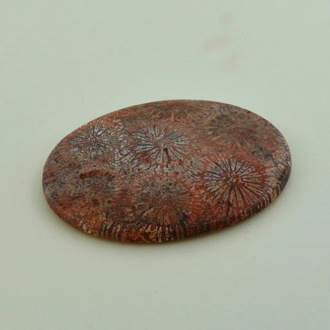 Fossilien, Oval Cabochon (47,13 ct.) aus Indonesien